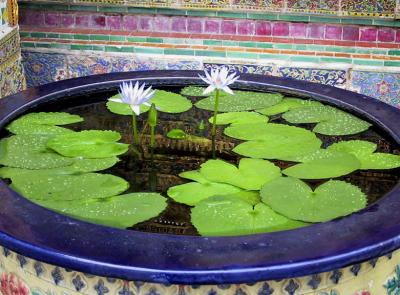 Water lilies