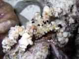 Decorator_Crab