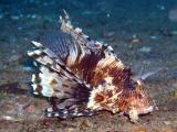 Lionfish