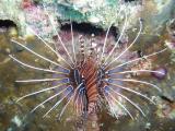 Lionfish