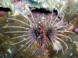 Lionfish