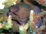 Moray Eel