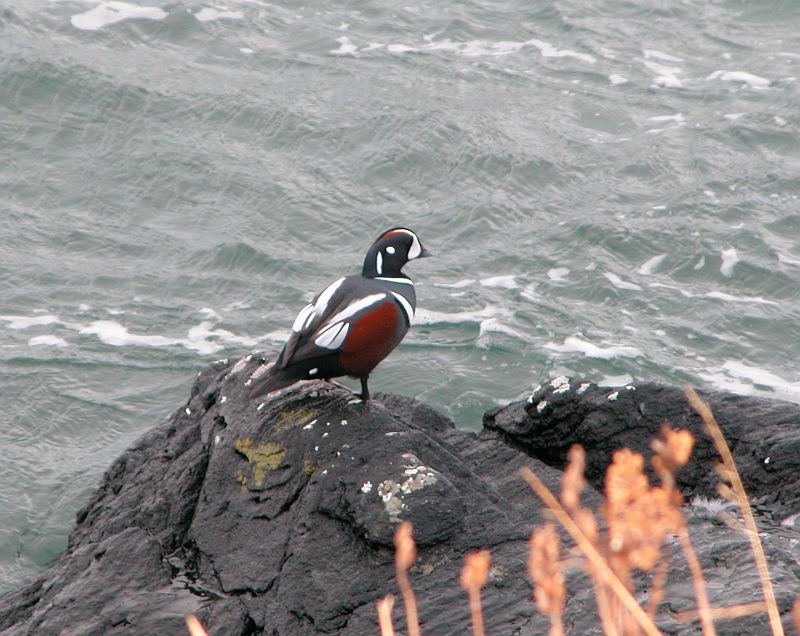 Harlequin Duck