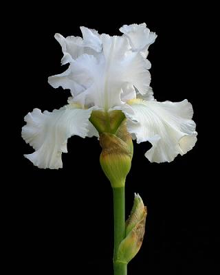 White Bearded Iris