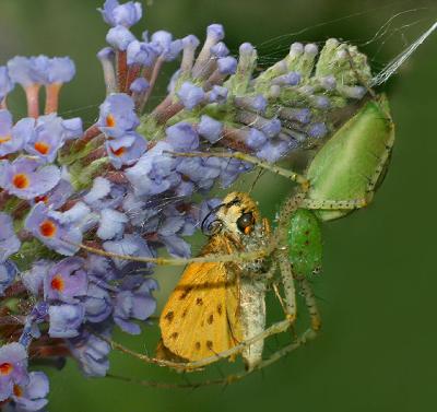 Spider Eating Skipper Butterfly