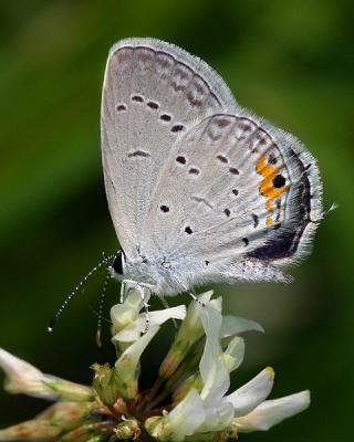 Eastern Tailed Blue (extreme closeup)