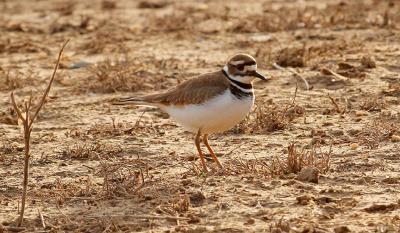 Killdeer