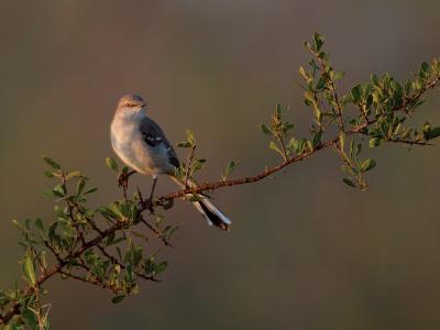 This-Mockingbird-Does-Shine...