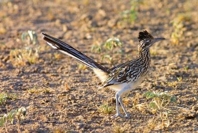 Warming-The-Tail-Feathers