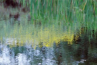 Jim's Pond Reflections