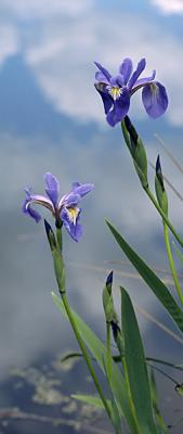 Wild Iris