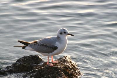 Bonaparte's Gull (winter)