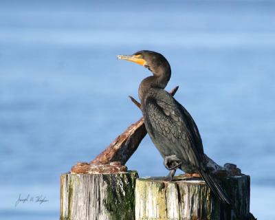 Double-crested Cormorant