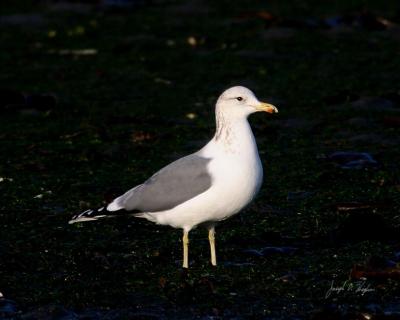 California Gull