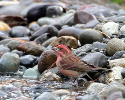 Purple Finch