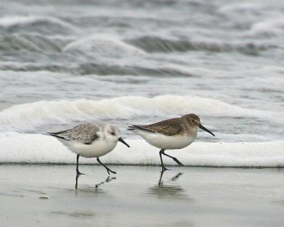 Buddies (Sanderling and Dunlin)