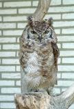 Spotted-eagle owl