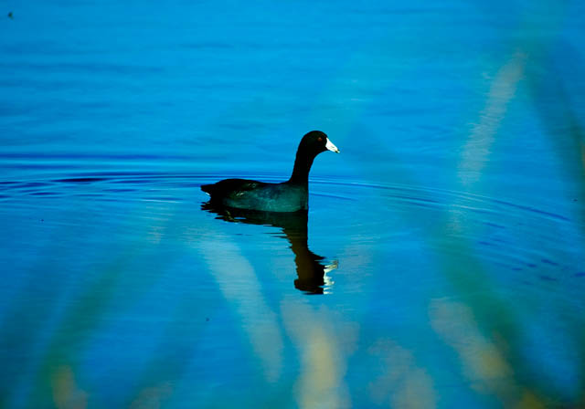 Just Swimming Around