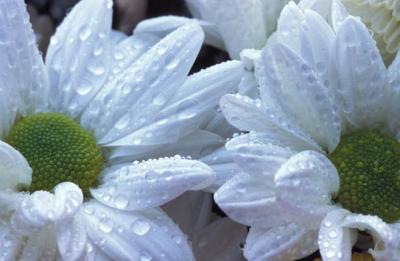 Image252.jpg