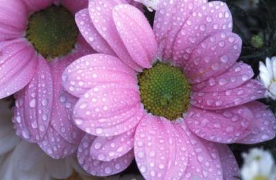 Image249.jpg