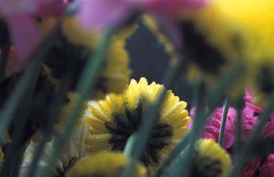 Image259.jpg