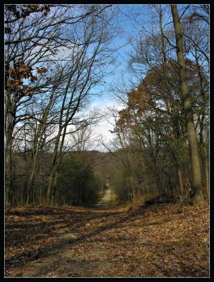 Woodland Path