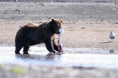 Brown bear enjoying lunch