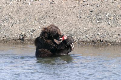 Brown bear enjoying dinner