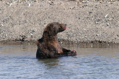 Brown bear savoring dessert