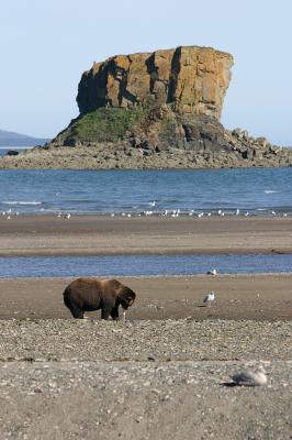 Still more brown bear terrain