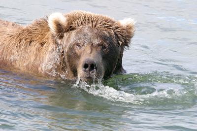 Brown bear contemplating photographer for lunch  ;-)