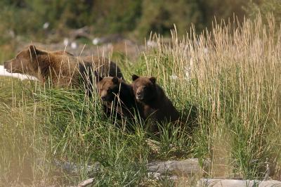 Alert sow with cubs