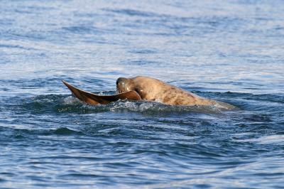 Sea lion still chasing lunch