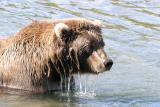 Brown bear contemplating salmon for lunch