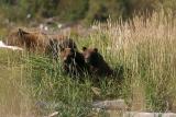Alert sow with cubs