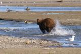 Brown Bear chasing lunch