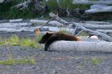 Lonely, tired Brown Bear