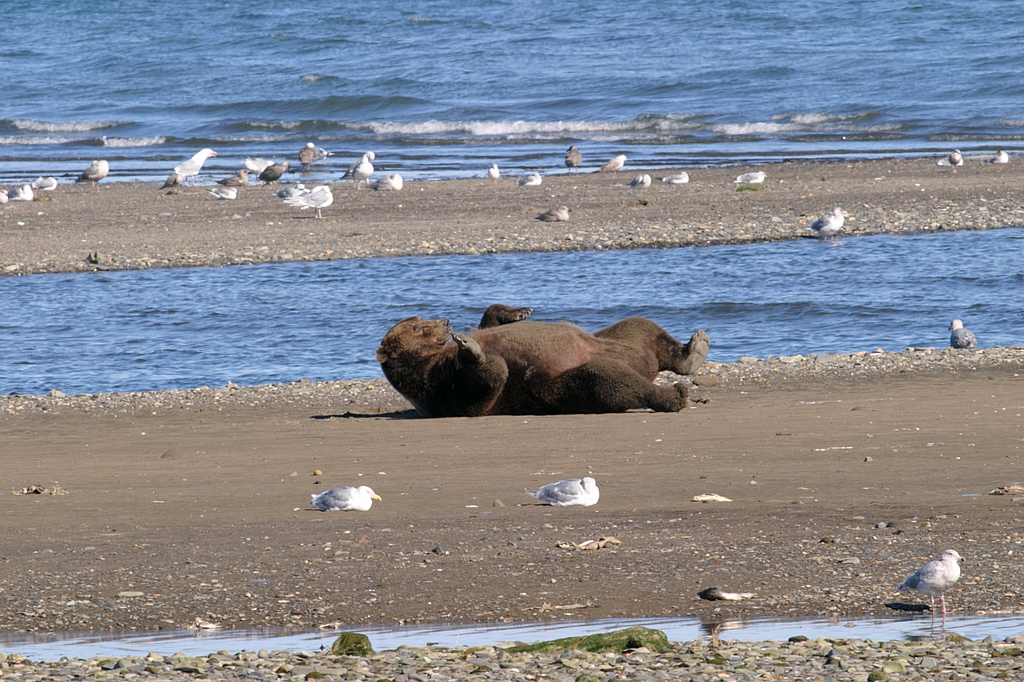 Brown Bear relaxing after lunch