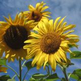 206_0657_RT16.jpg