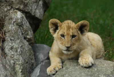 Lion Cub