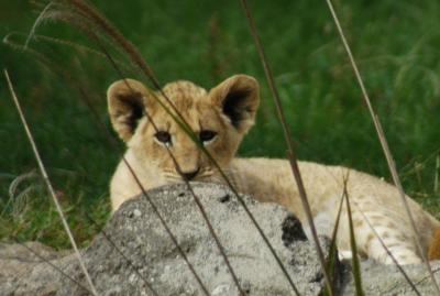 Lion cub 2