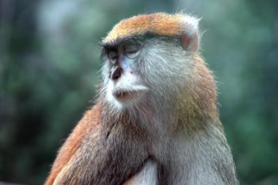 Patas Monkey 1