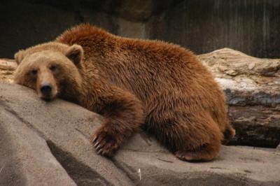 Lounging Grizzly