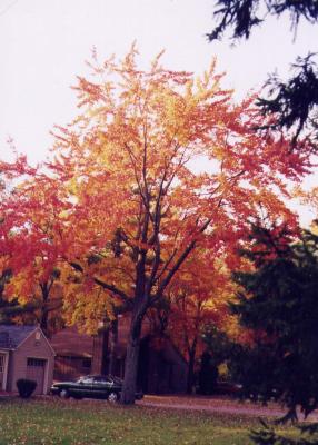 Neighbors Tree.jpg