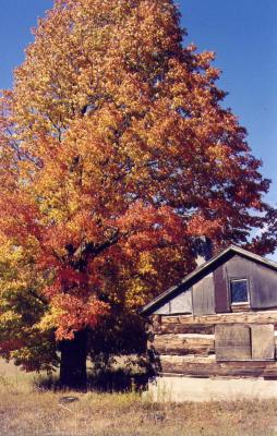 WexfordCabinTree.jpg