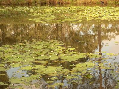 u33/laine82/medium/36070209.Reflectionswaterlilys.jpg