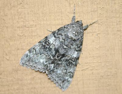 catocalinae sp. moth