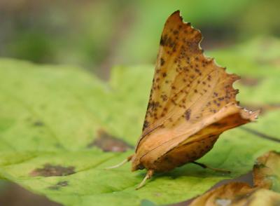 large maple spanworm moth