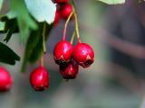 hawthorn berries