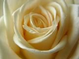 luscious roses